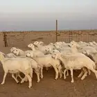 رخال حريات صنف