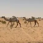 للبيع لقحات ع حيسوني منتج