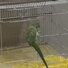ببغاء دره