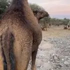 بكره صفرا ملاقي