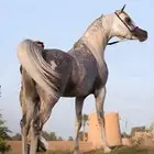 مطلوب حصان رفيع