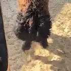 خروووف