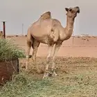بعير