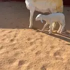 للبيع جذعه حريه رغوثث كفوو تتتم البيع