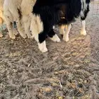 طليان بهم مغلق