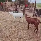 ماعز بلدي