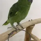 للبيع امازوني يلو كراون