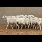 غنم حريه مضاريع