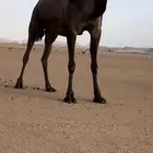 لقحه بكر تنتج
