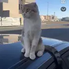 قطوه سكوتش فولد انثى تزاوج