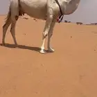 خلفه ثنو