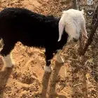 للبيع خروف نجدي