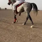 حصان