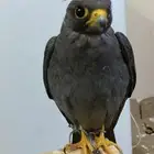 بكه