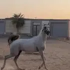حصان للبيع