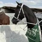 حصان ادهم