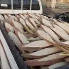 لقاح نخل فاخر