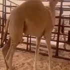 قعود مفرود