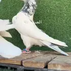 حمام باكستاني تم البيع