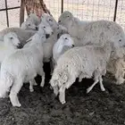 رخال صنف مع فحل طيب تم البيع
