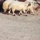 غنم نعيم