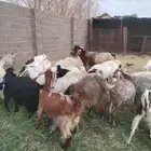 معزا مشاريك