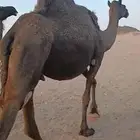ناقه حايل