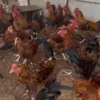 ديوك تركيه