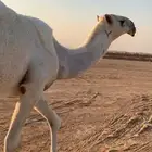 بكره حقه طيبه وضحاء برده للبيع