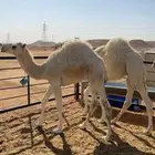 للبيع قعدان 2 فل شحم