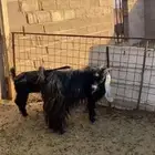 بيع عنز