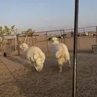 طليان فاخر