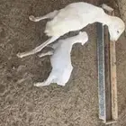 للبيع معزا