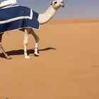 قعود فحل اوضح باتلي حيسوني