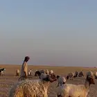 فحل طييب شرط القريع
