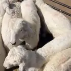 بهم تربيه العدد 8شهربن ونص