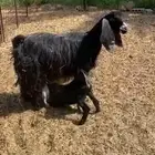 عنز متبع تيس وجفره