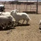 طلي حري فاخر
