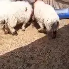 نعيم جذعان وهرافي