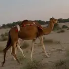 خلفه ساحليه منيحه