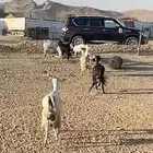 للبيع ما عز بلدي