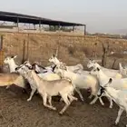 تيوس وجفار