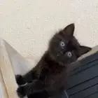 كتن للبيع