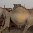 حشوان جمال قعدان