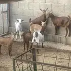 تيوس وعنقان