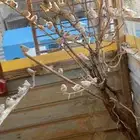 زيبرا انتاج. على آخر سومه
