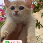 كتن بريتش ( انثى ) مسجله مناحه الان للبيع وليس تبني .