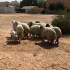 االبيع غنم نعيم