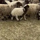 غنم نعيم مواليد