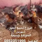 للبيع فروخ دجاج مشكل بلدي مع فيومي